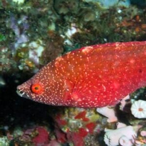 Longjaw Wrasse - Red