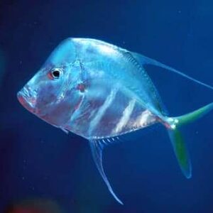 Look Down Fish - Captive Bred