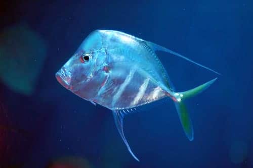 look_down_1__16770.1494436771.500.750.jpg Look Down Fish - Captive Bred - Image 1