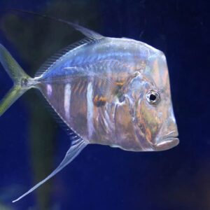 Look Down Fish - Atlantic