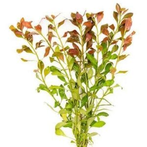 Ludwigia Broad Bunch