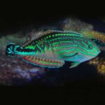 Leopard Wrasse Pair (M/F) - Image 2