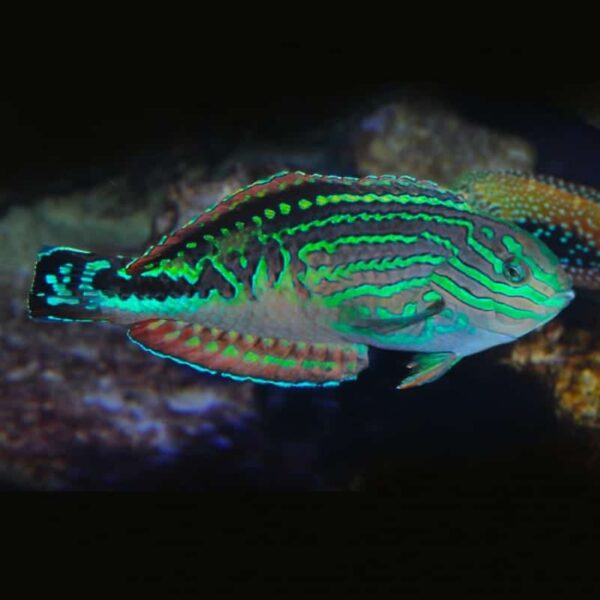 Leopard Wrasse Pair (M/F) - Image 2