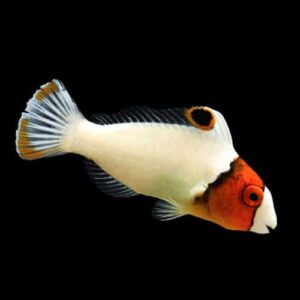 Bicolor Parrotfish