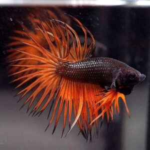Betta: Male Black and Orange Crowntail
