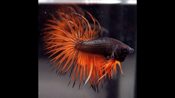 Betta: Male Black and Orange Crowntail - Image 1