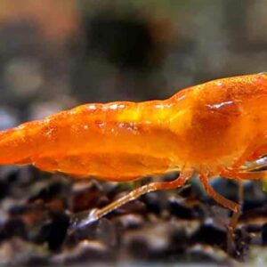 Orange Sakura Shrimp