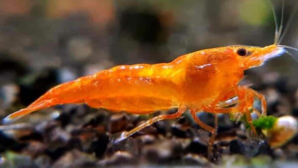 Orange Sakura Shrimp - Image 1