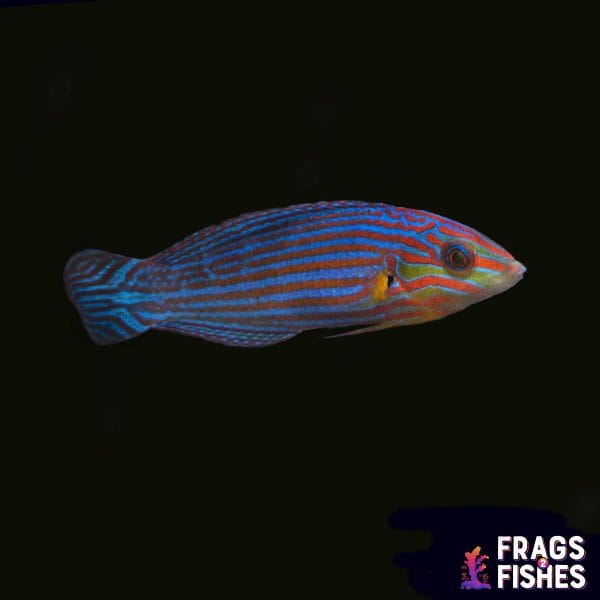 Melanarus Wrasse: Male - Image 1