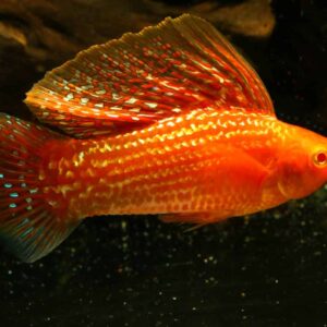 Red Sunset Sailfin Molly