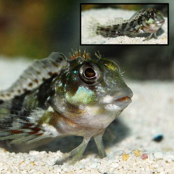 Molly Miller Blenny - Image 1