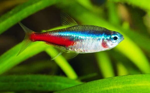 neon-tetra-paracheirodon-innesi-1-1-1-1-1-1-1-1.jpg Neon Tetra - Image 1