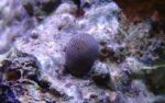 Nerite Snail - Image 2