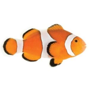 Ocellaris Clownfish, Captive-Bred ORA®
