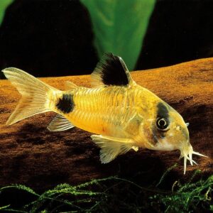 Panda Corydoras