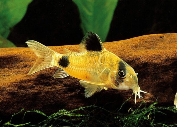 Panda Corydoras - Image 1