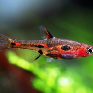 Phoenix Rasboras
