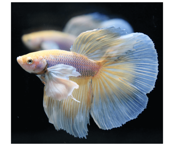 Betta: Male Pineapple Dumbo Halfmoon - Image 1