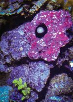 PMK PAR Monitoring Kit - Image 6