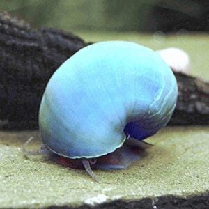 Mystery Snail: Blue