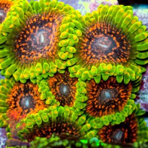 Predator Zoanthids - Per Polyp