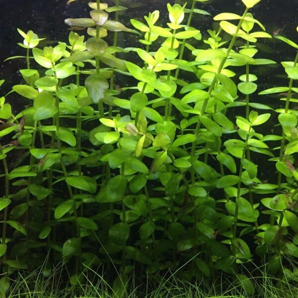 Bacopa (Moneywort) Bunch - Image 1