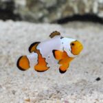 Snowflake Clownfish, Captive-Bred ORA® - Image 2