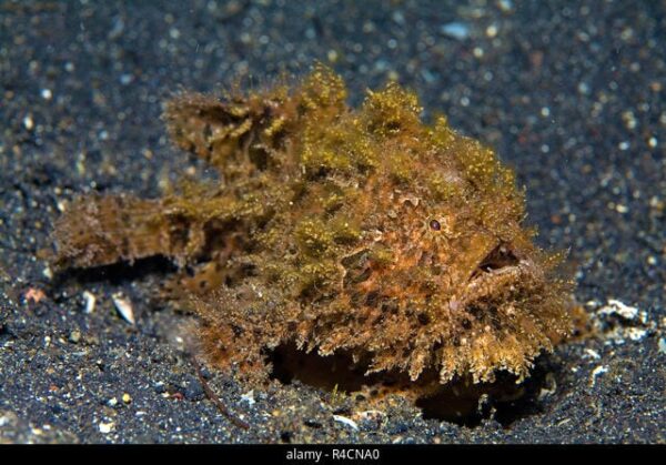 r4cna0.jpg Shaggy Angler - Image 1