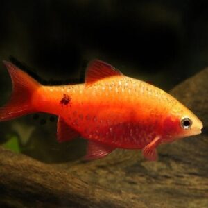 Red Glass Rosy Barb