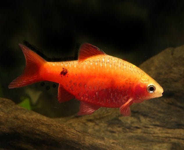 red glass barb
