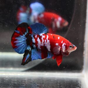 Betta: Male Plakat Red Koi Galaxy