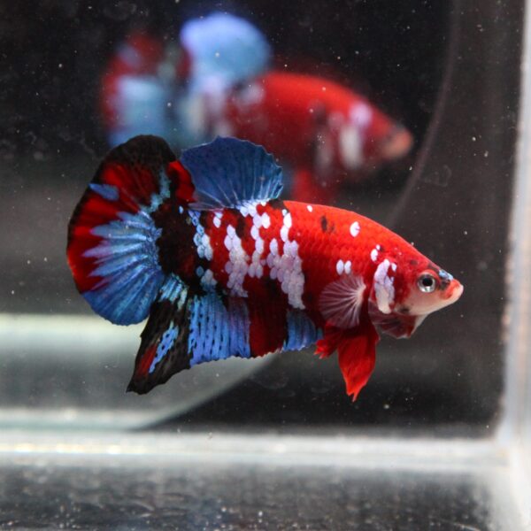 Betta: Male Plakat Red Koi Galaxy - Image 1