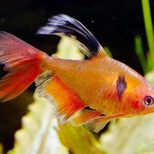 Serpae Hi-fin Tetra