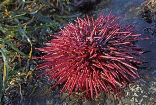 red-sea-urchin1-1.jpg Rose Pink Urchin - Image 1