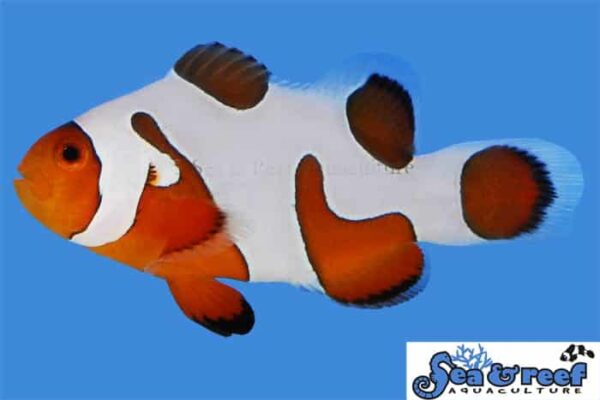 Davinci Extreme Grade - Clownfish Pair - Image 1