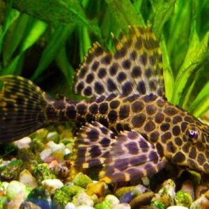 Spotted Sailfin Pleco