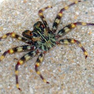 Sally Light-foot Crab