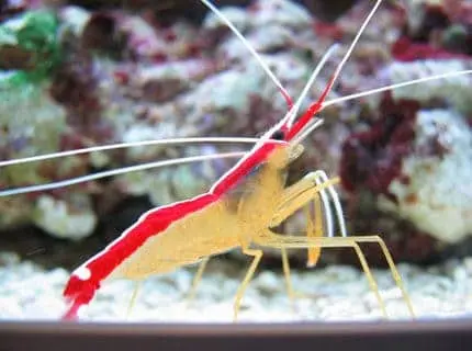scarlet-skunk-cleaner-shrimp-vjenlg-4-1-1-1.jpg Scarlet Skunk Cleaner Shrimp - Image 1