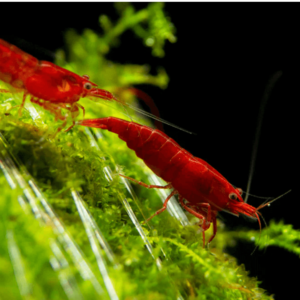 Bloody Mary Shrimp (Neocaridini Davidi)