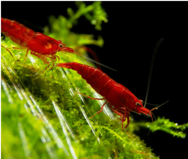 Bloody Mary Shrimp (Neocaridini Davidi) - Image 1