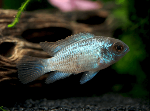 Electric Blue Acara Cichlid - Image 1