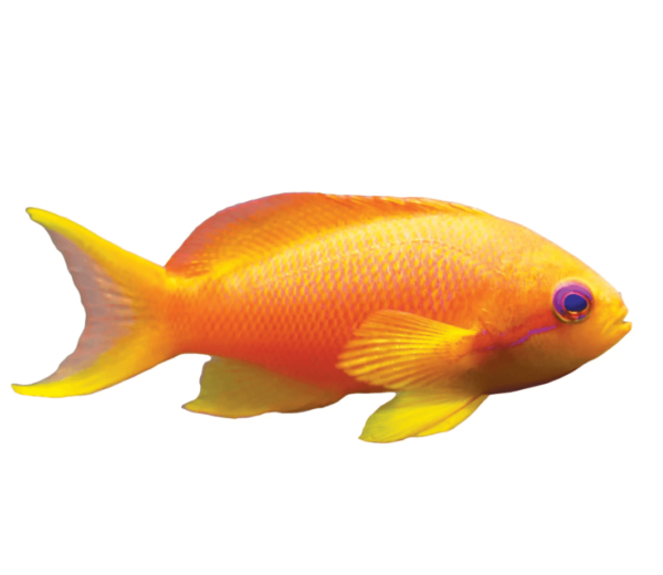 scrnli_5_12_2022_12-33-39-PM.png Lyretail Anthias - Female - Image 1