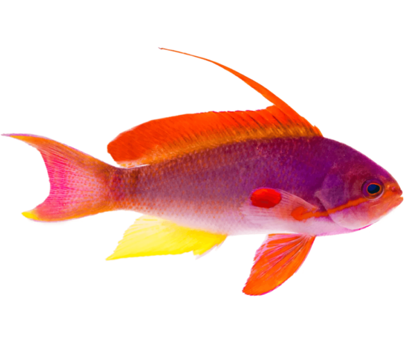 Lyretail Anthias - Male - Image 1