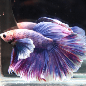 Betta: Male Grizzle Halfmoon Dumbo