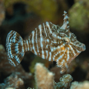 Radial Filefish - Captive Bred