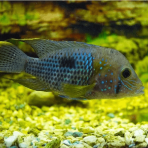Green Terror Cichlid