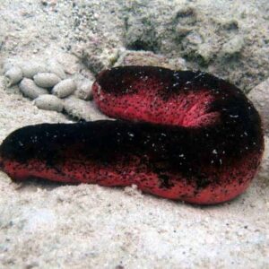 Sea Cucumber