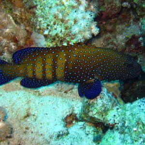 Blue Spot Grouper