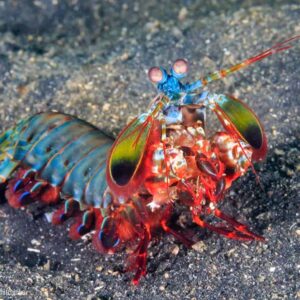 Peacock (Clown) Mantis Shrimp