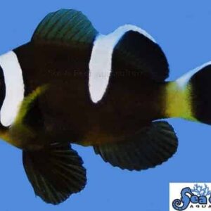 Barrier Reef Clownfish